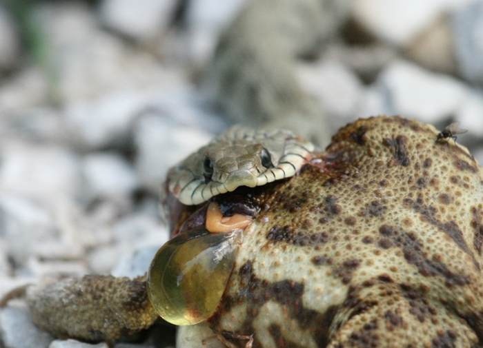 Rettile in predazione da identificare - Natrix natrix